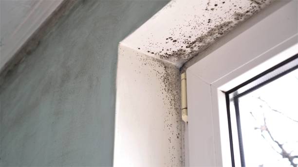 Best Fast Mold Removal  in West Carthage, NY