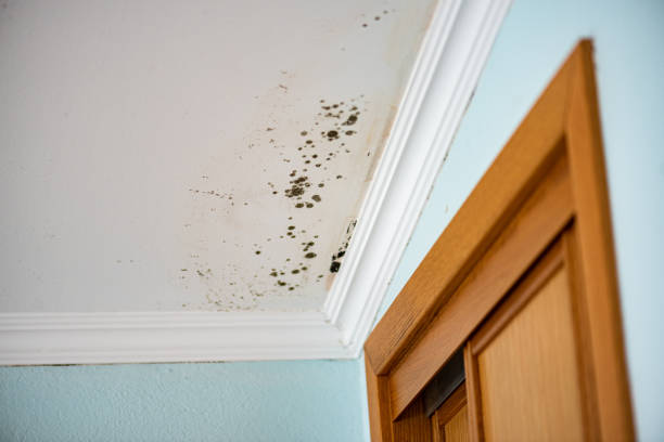 Best Mold Damage Repair  in West Carthage, NY