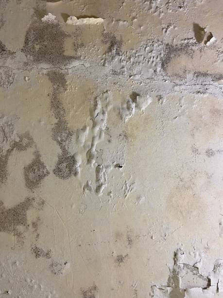 Best Professional Mold Removal  in West Carthage, NY